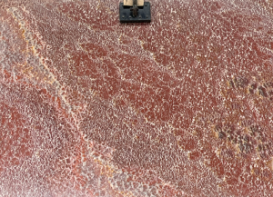 Marble Red Vảy Rồng